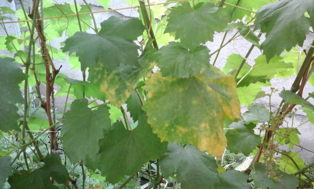 Почему у винограда желтеют листья и что с этим делать, чем обработать