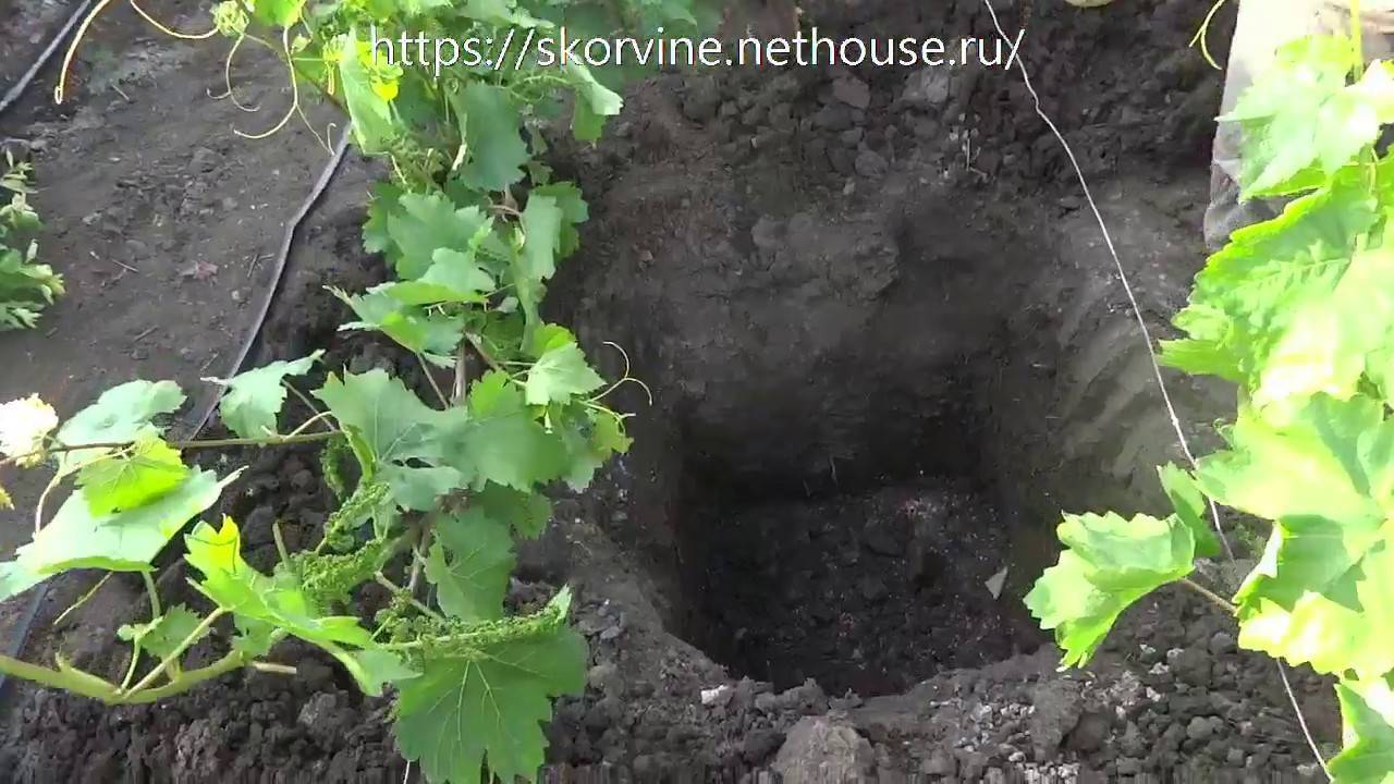 Посадка винограда в грунт весной саженцами: подходящие сроки, хорошее место, правильные сорта