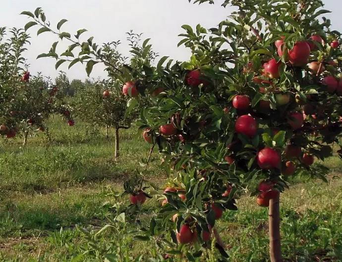 11 низкорослых яблонь - сорта на карликовом подвое для средней полосы, высота и плодоношение