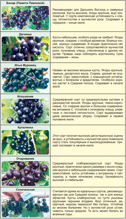 Смородина белорусская сладкая: описание, отзывы, выращивание