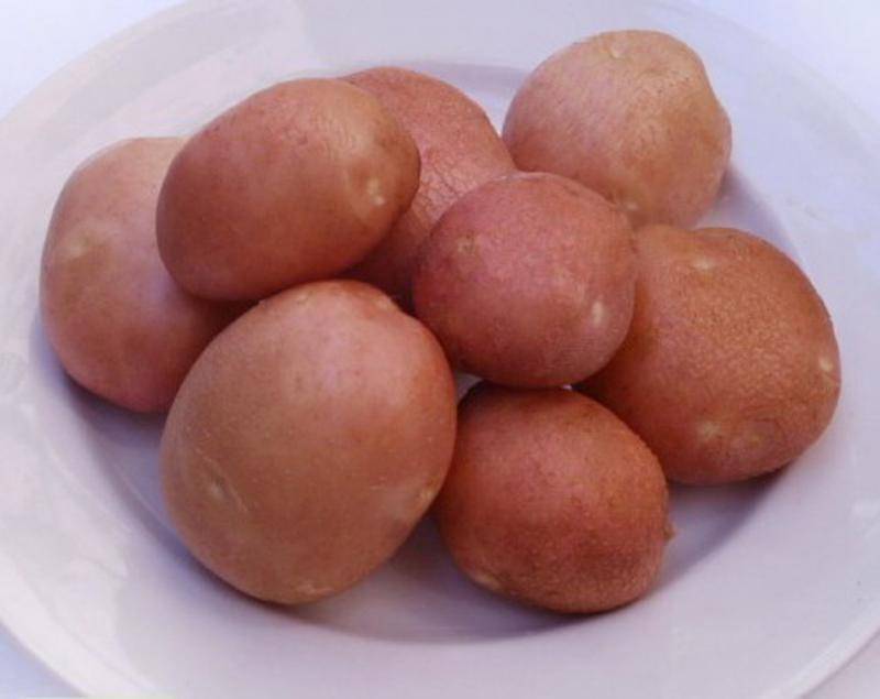 Картофель беллароза: описание сорта, фото и отзывы.