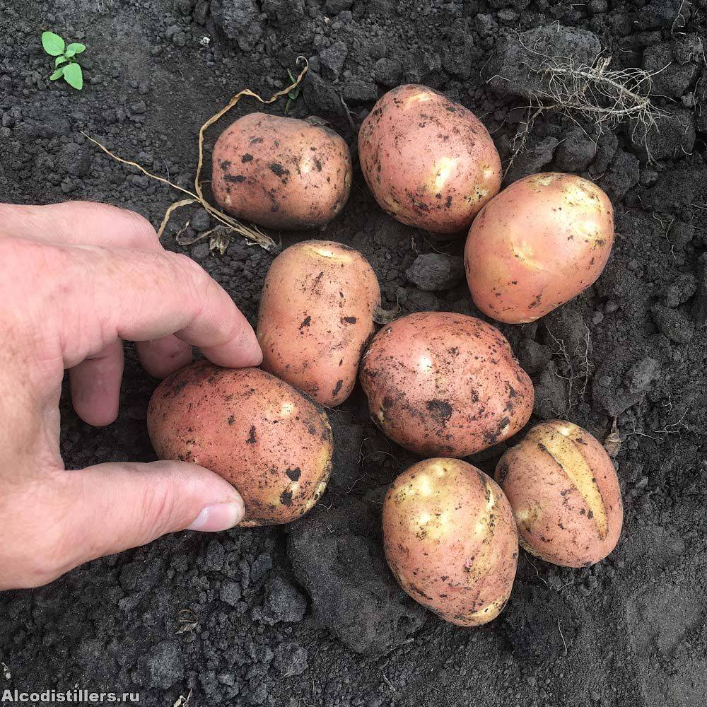 Урожайные сорта картофеля в 2022 году