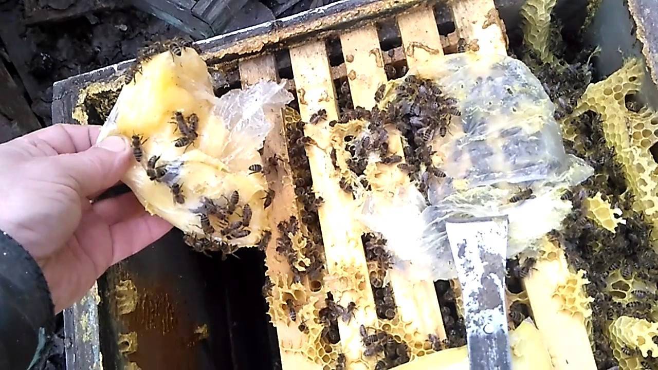 Как пересадить пчел из пчелопакета в улей: правильная пересадка и развитие