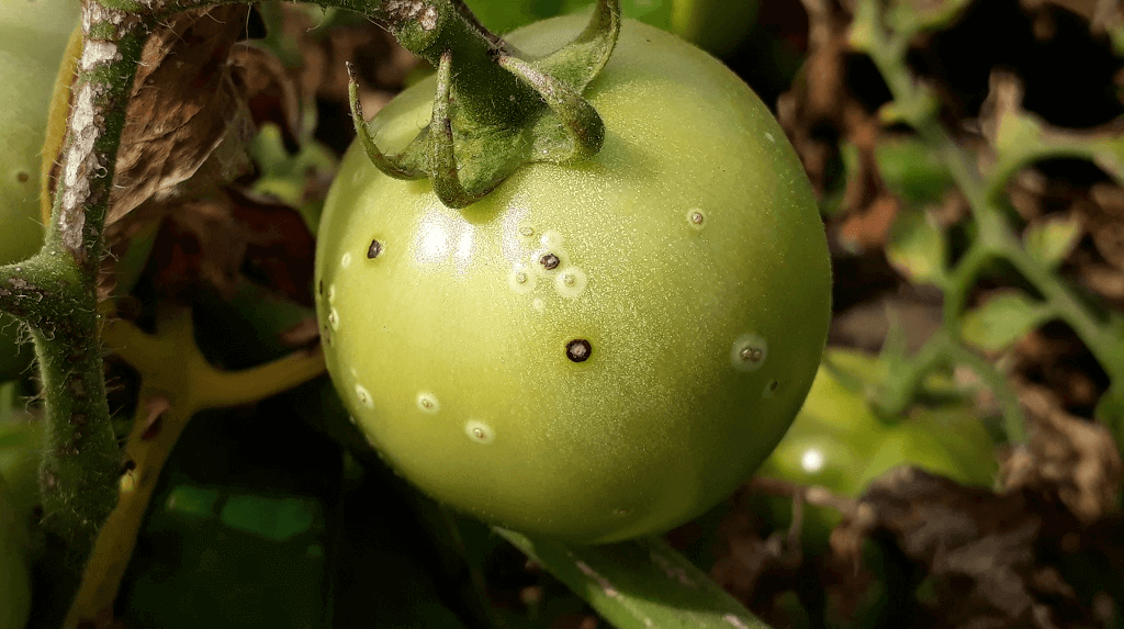 Серая гниль: меры борьбы на помидорах и клубнике, средства и препараты, фото