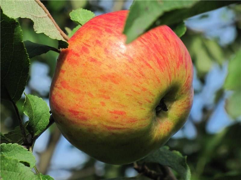 Сорт яблони "медуница" - описание, характеристики, посадка и уход