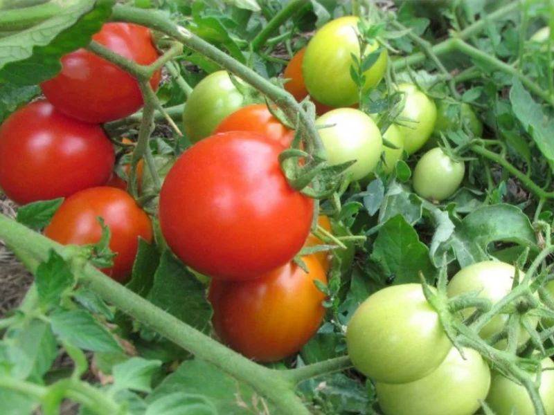 Томат магнус: описание сорта, правила выращивания, урожайность