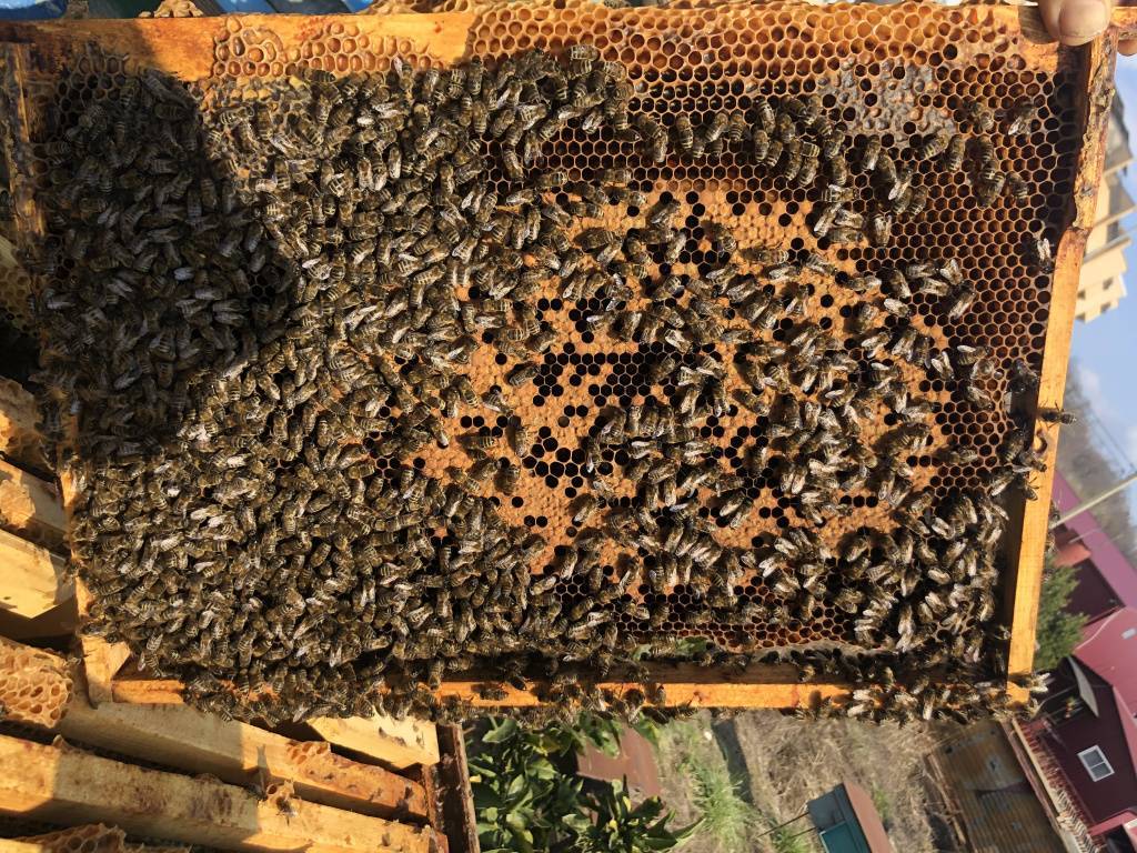 Весенние работы на пасеке. выставка пчел и ревизия - помощь ослабевшим и утепление гнезд