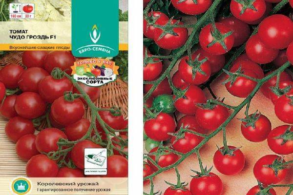 Характеристики и описание томат «синяя гроздь f1»: отзывы и фото