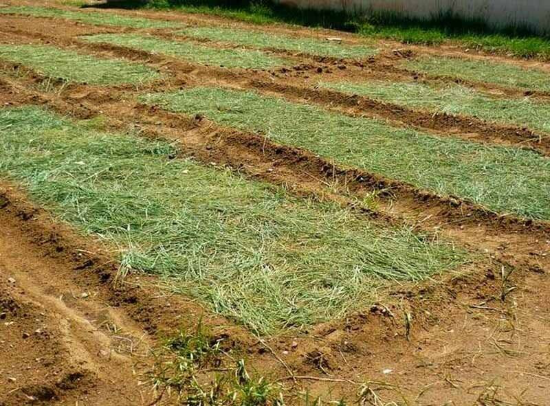 Горячая трава для мульчирования - огород природное земледелие
