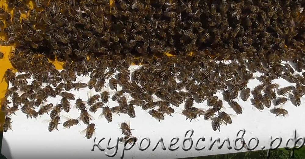 Как сделать отводок пчел: простые и эффективные способы