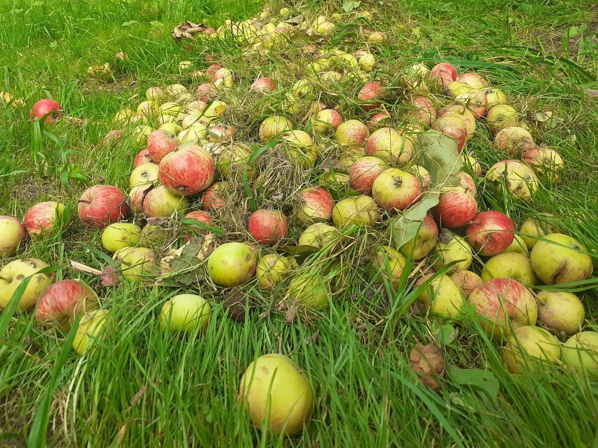Почему опадают яблоки с яблонь в июне: раньше времени падают