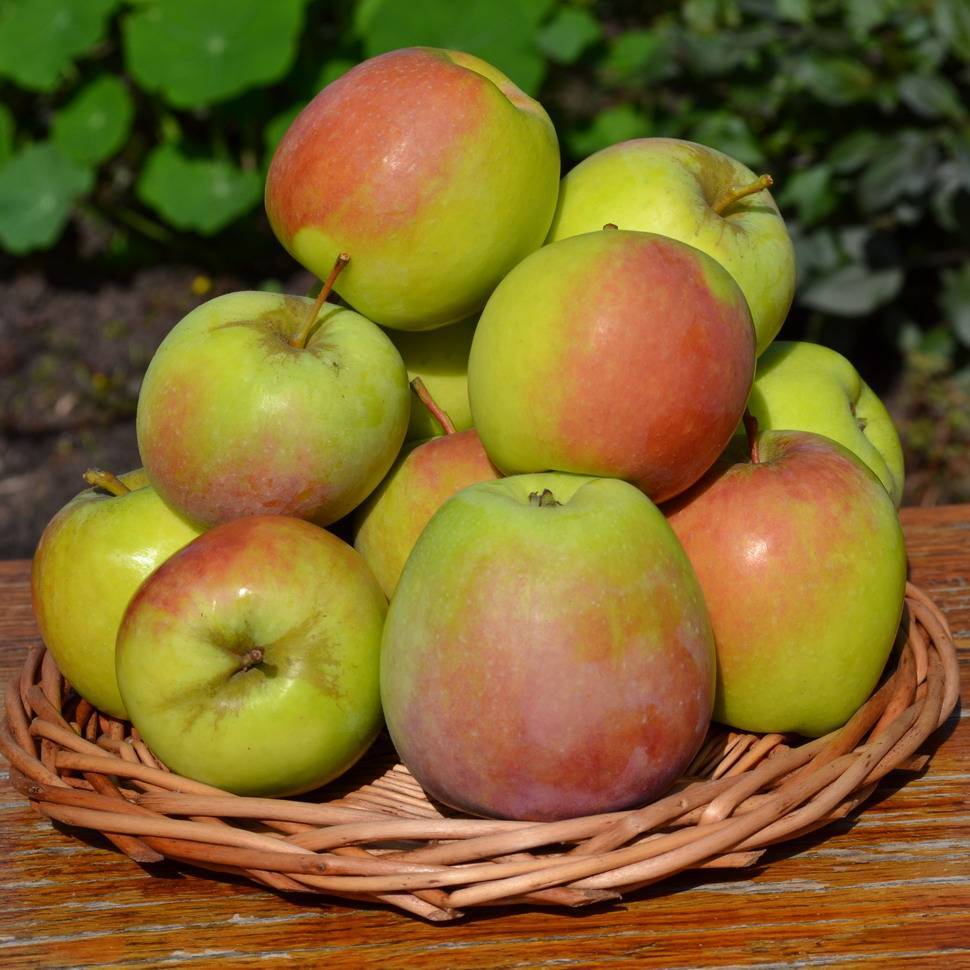 Зимние сорта яблок - дачная жизнь