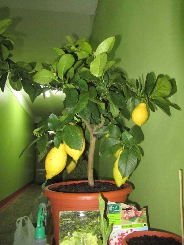 Описание лимона сорта Лунарио и уход за комнатным растением в домашних условиях