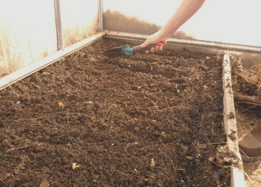 Выращивание укропа в теплице: зимой, на продажу, технология, сорта, подготовка, высадка, уход