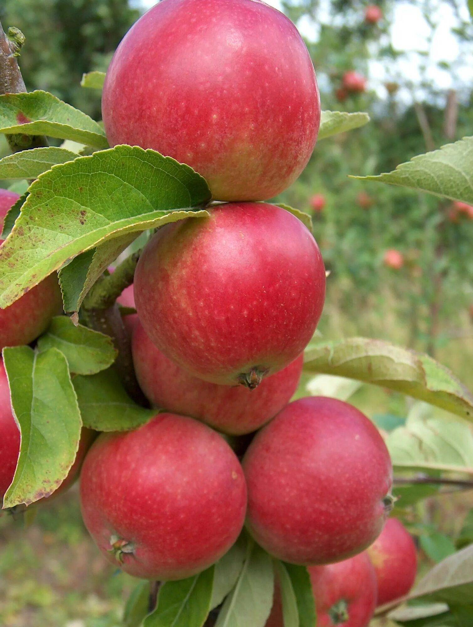 Яблоня сорта джонатан: особенности вида, преимущества и недостатки при выращивании