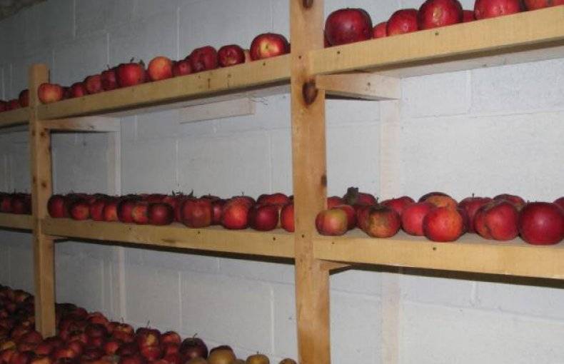 Как хранить яблоки в погребе на зиму: можно ли и как правильно организовать хранение урожая в подвале, при какой температуре?
