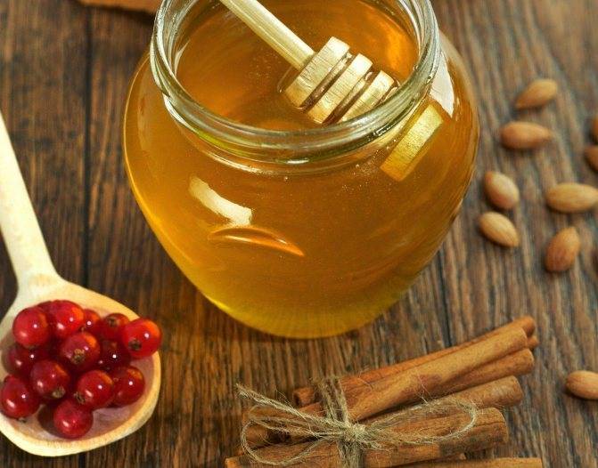 Калина с медом: рецепт, от чего помогает, польза и вред