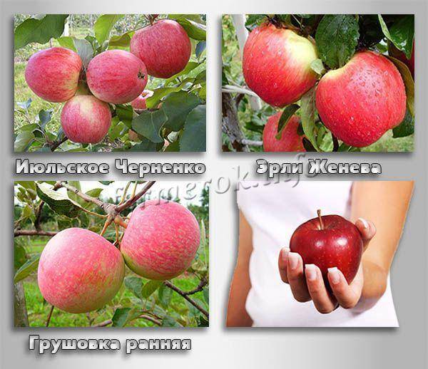 ✅ о яблоне июльское черненко: описание и характеристики сорта, посадка и уход