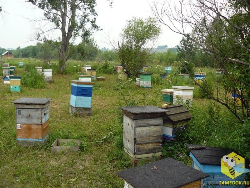 История пчеловодства: от древности к современности