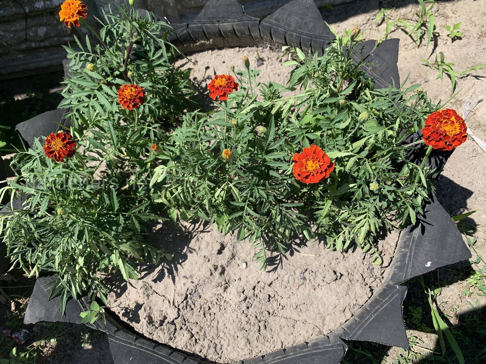 Многолетние цветы бархатцы: посадка и уход, разведение семенами и рассадой, вредители и борьба с ними