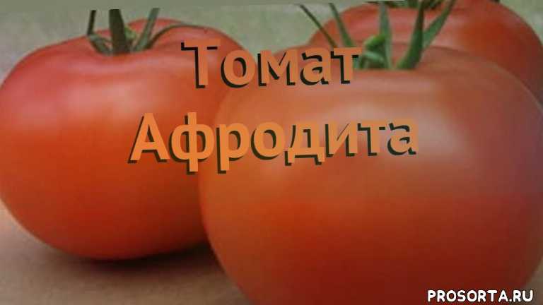Томат афродита: описание сорта, характеристика, отзывы об урожайности, фото