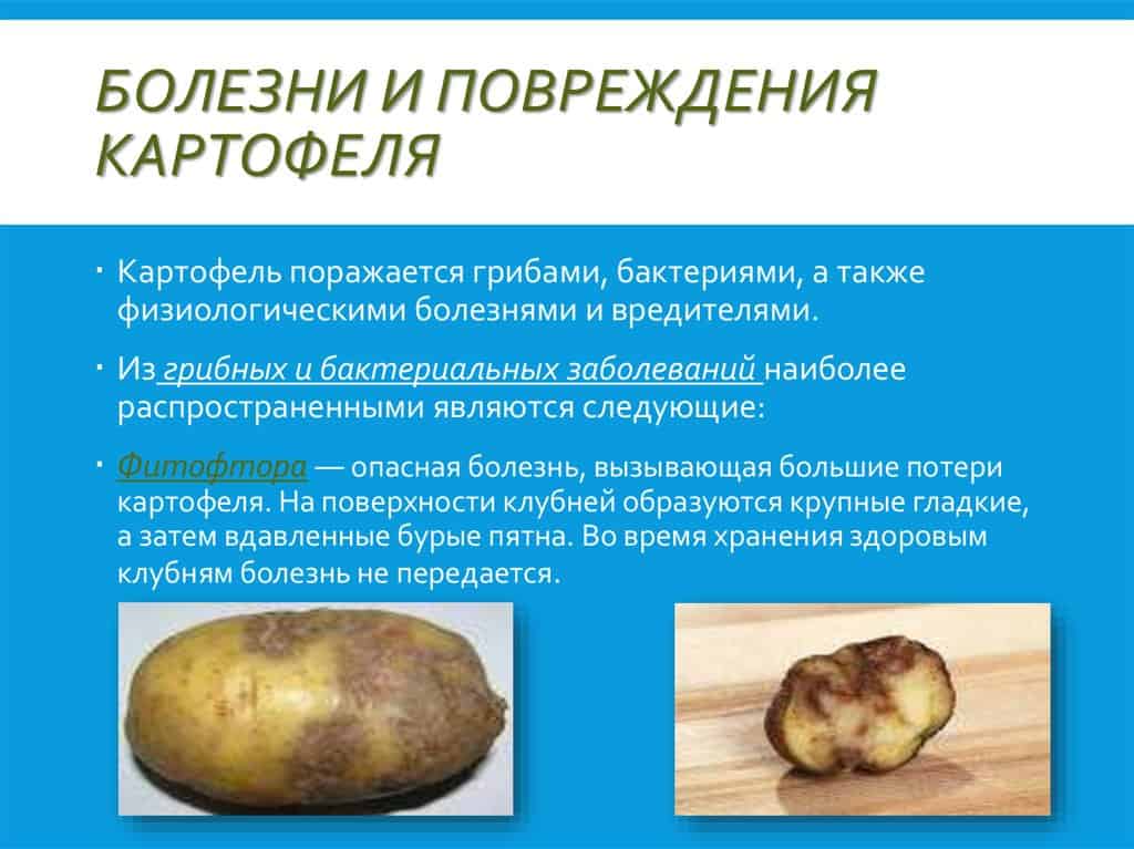 5 главных вредителей картофеля и методы борьбы с ними