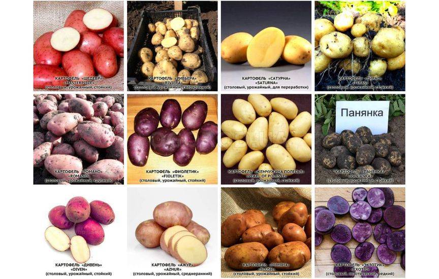 Сортоиспытания белорусского картофеля с цветной мякотью закончатся в 2020 году