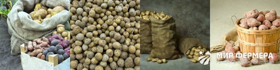 Как хранить картошку в квартире или погребе