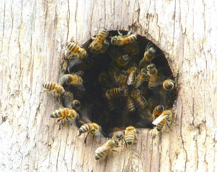 Дикие пчелы - польза или вред?