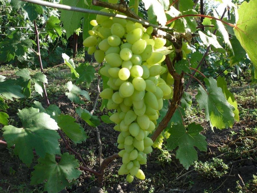 Виноград долгожданный, описание сорта