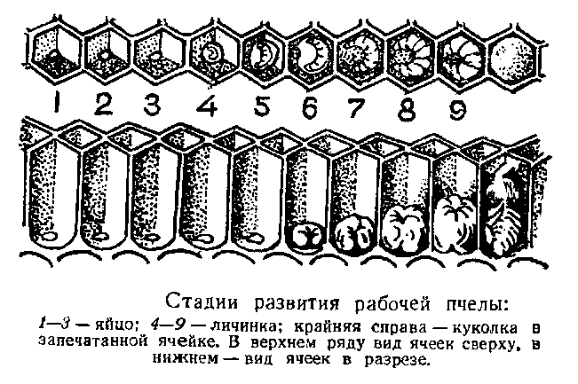 Стадии развития пчелы в картинках