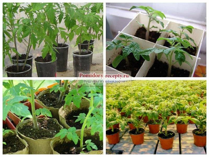 Выращивание томатов – в открытом грунте, от а до я, как правильно ухаживать, советы агронома, видео