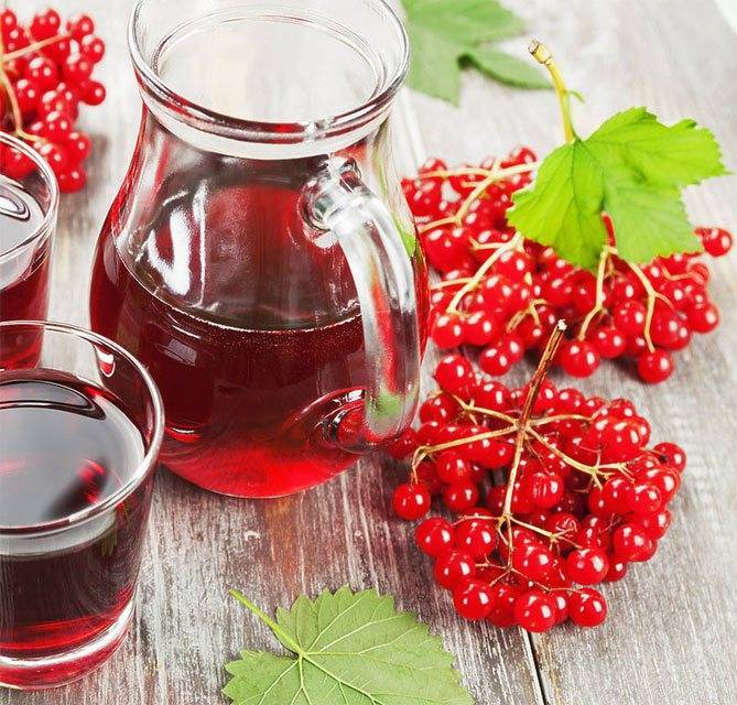 Калина: полезные свойства и противопоказания, применение ягод в народной медицине