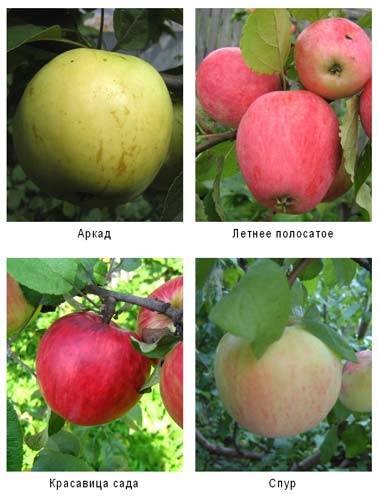 Яблоня аркадик: описание и характеристика, выращивание и уход