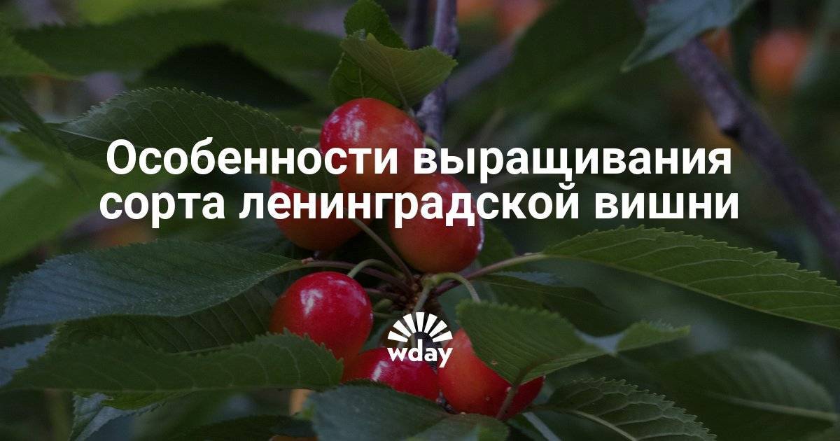 Описание лучших сортов вишни для выращивания в Ленинградской области