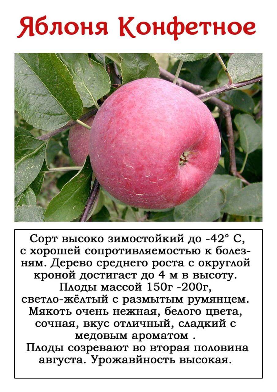 Летняя яблоня карамельная: описание, фото