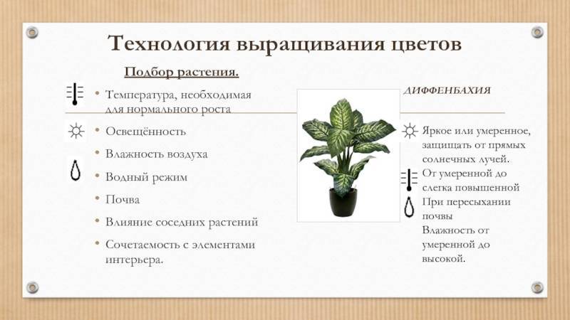 Золотые правила выращивания комнатных бонсай. фото — ботаничка.ru