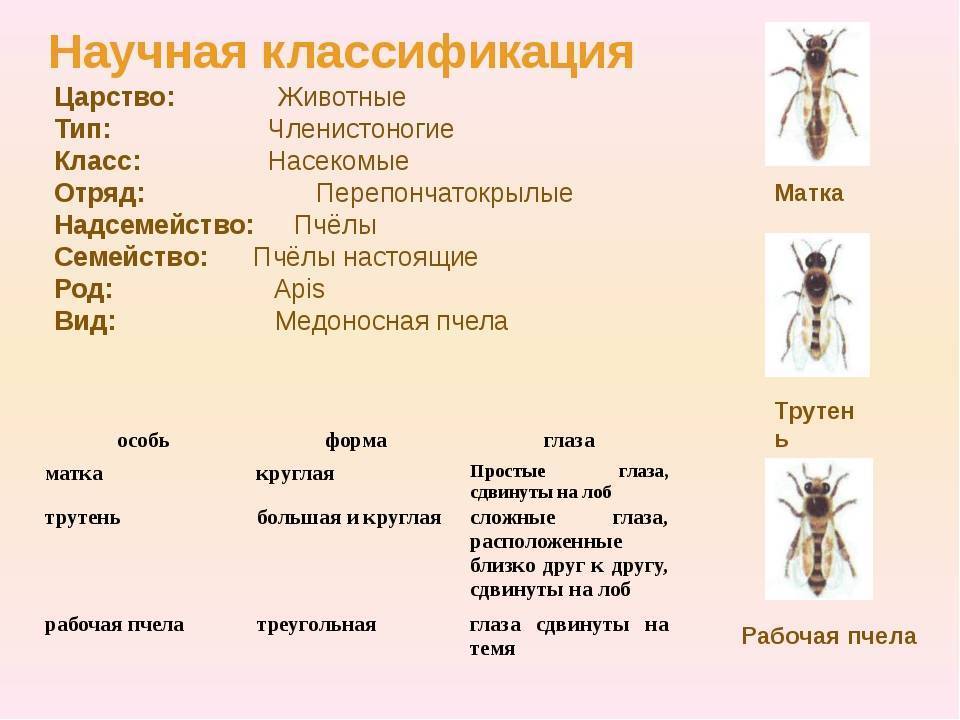 Классификация пчел