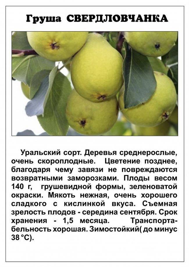 Груша чижовская: описание сорта, особенности выращивания