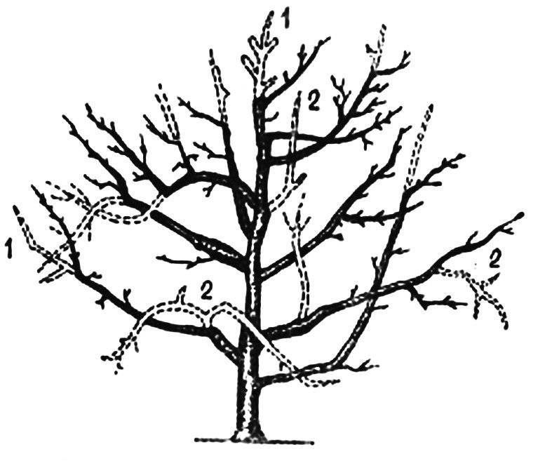 Обрезка яблони осенью - обрезка плодовых деревьев в подмосковье