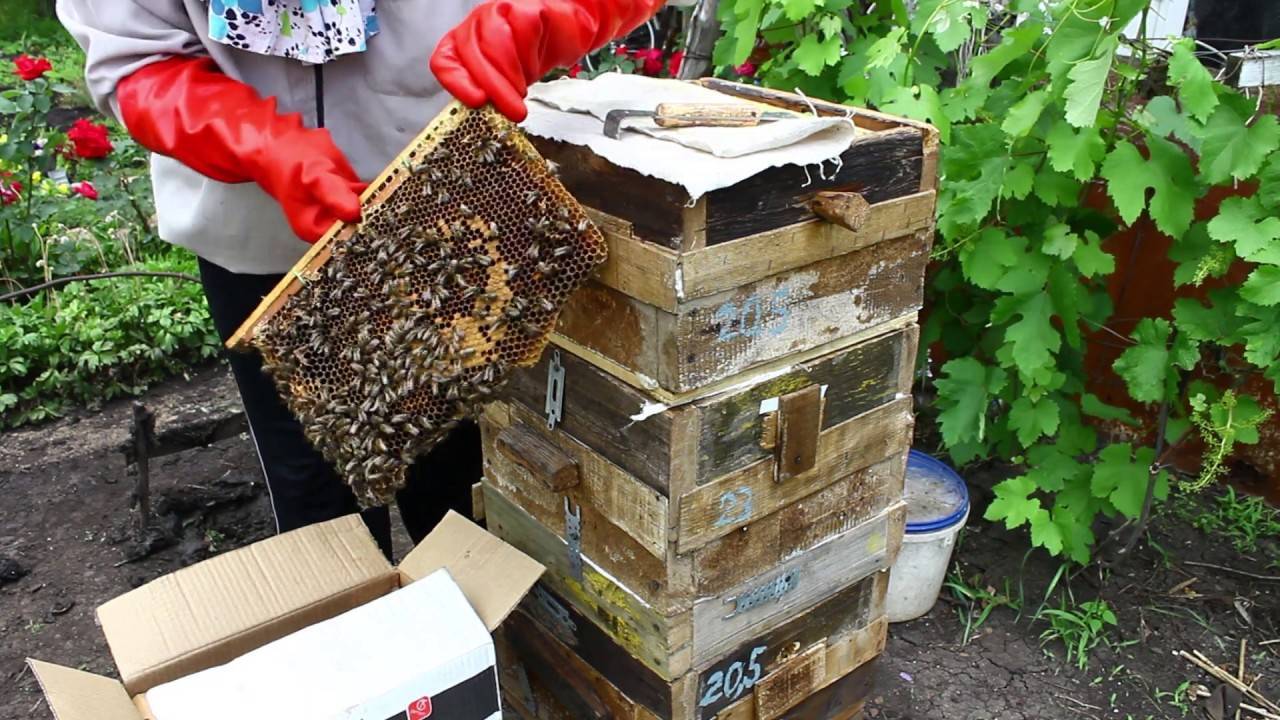 Как делать отводки пчел весной