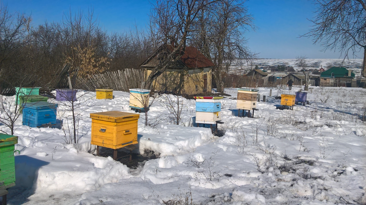 Весенние работы на пасеке после зимовки на воле, уход и осмотр весной,что делать весной с пчелами, какие заботы у пчеловода