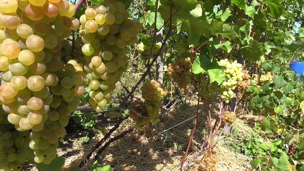 Виноград бианка: описание сорта, его характеристика и фото selo.guru — интернет портал о сельском хозяйстве