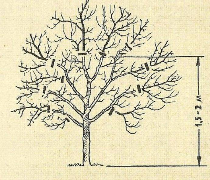 10 основных правил обрезки плодовых деревьев осенью