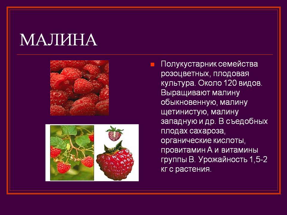 Презентация по биологии малина