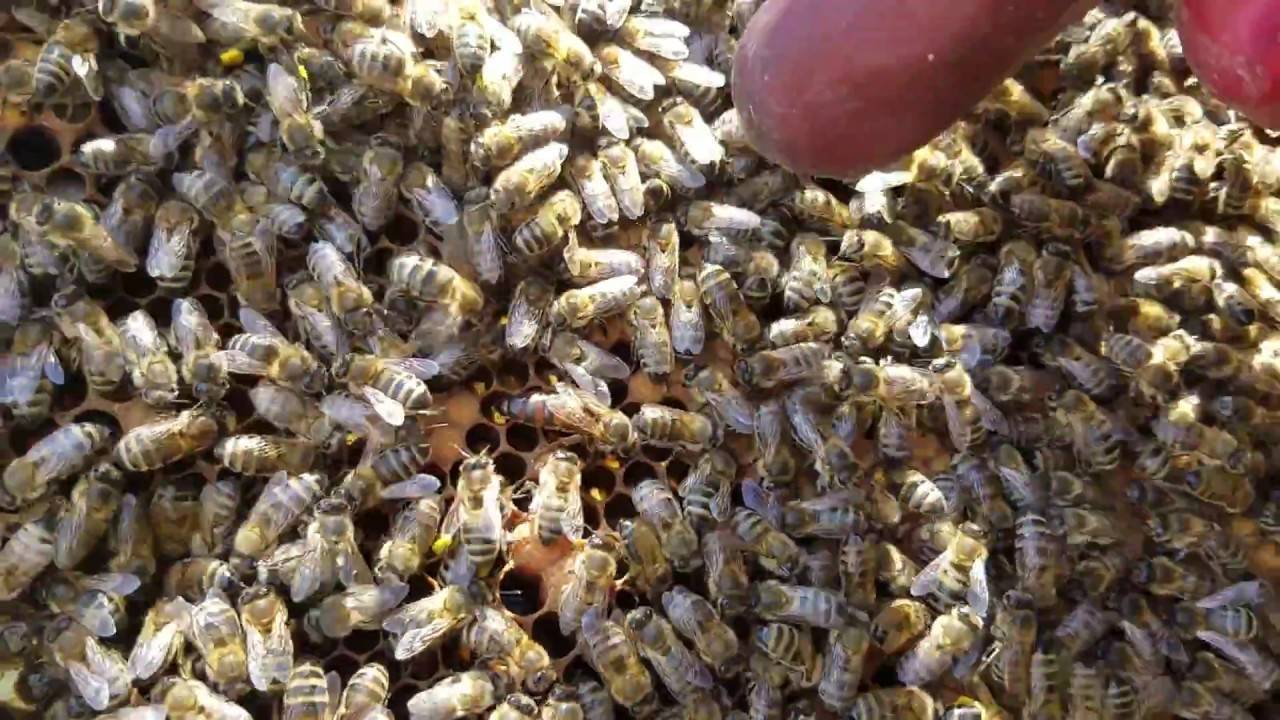 Маточники пчел свищевые и роевые
