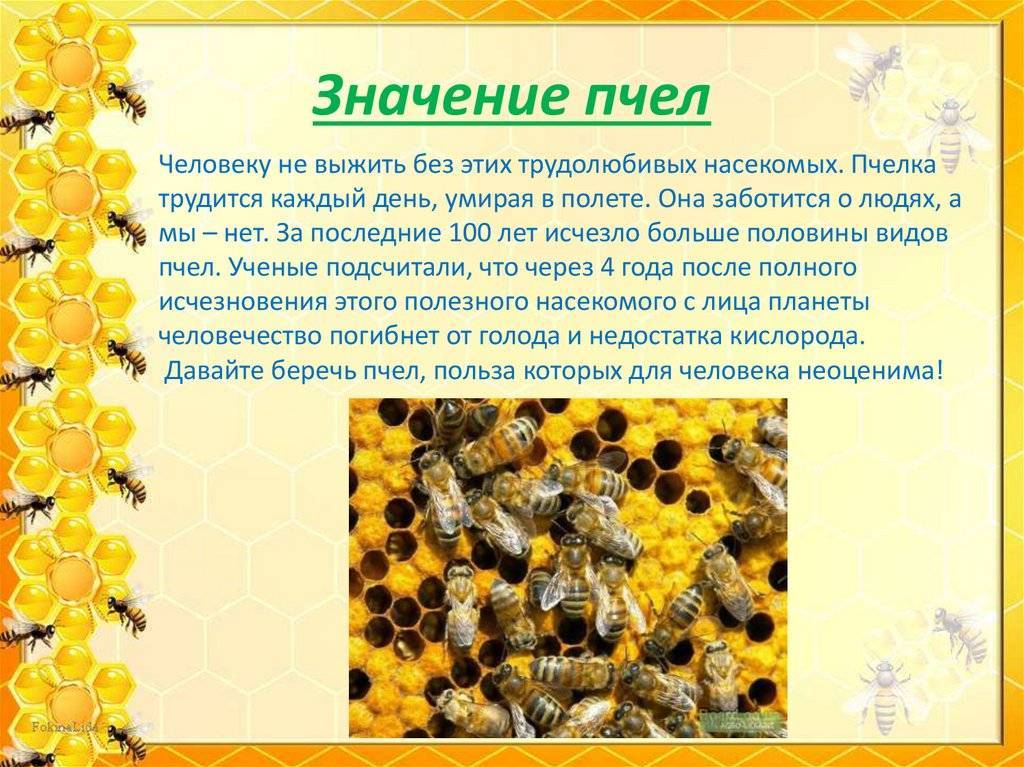 Жалящие пчелы: где находится и как выглядит жало, почему насекомые жалят людей?