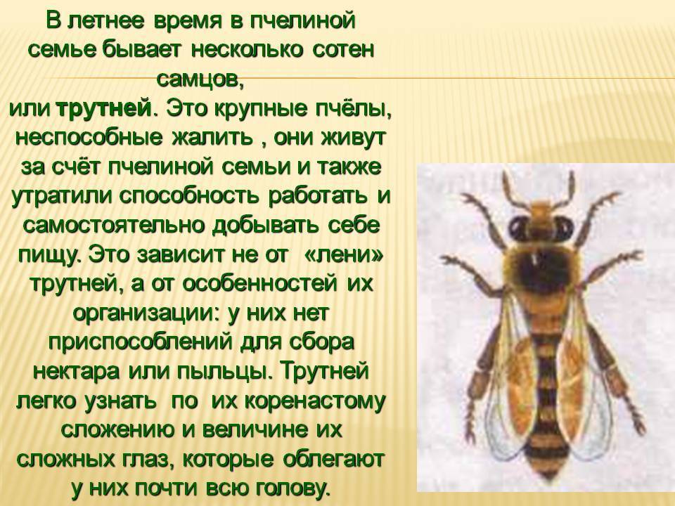 Трутни: кто это и что они делают в пчелиной семье?