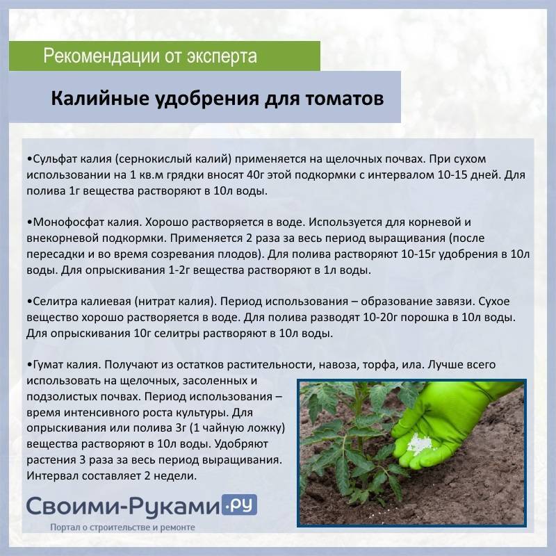 Правила подкормки огурцов в теплице: сроки и удобрения русский фермер