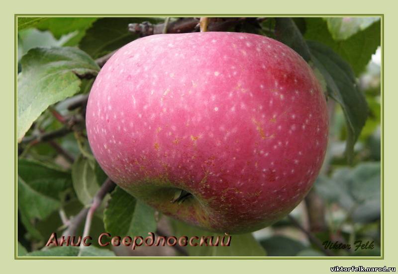 Сорт яблони анис и ее разновидности